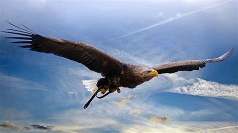 картинки Золотой орел хищная птица Орел Accipitriformes небо