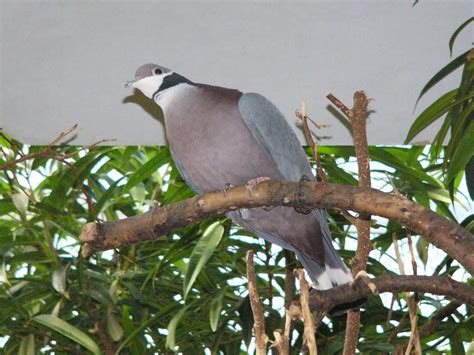 The Online Zoo Collared Imperial Pigeon