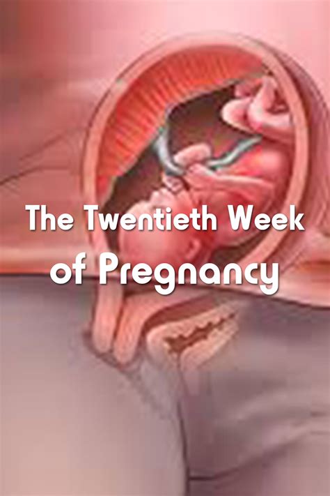 The Twentieth 20 Week Of Pregnancy