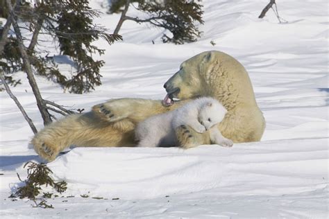 Wandering Brook Polar Bear Cubs Emerge From Winter