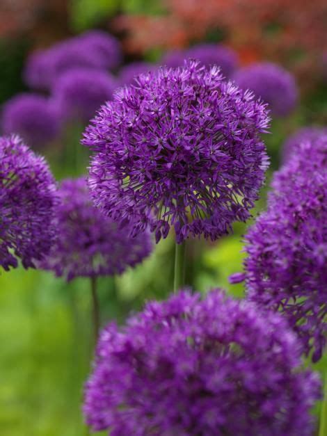 We did not find results for: How to Grow Alliums? | Bulb flowers, Bulbous plants ...