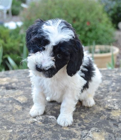 The puppies mum came from a litter of 6 (her being chocolate, 1 pup red & 4 black puppies). 10 best images about Australian Labradoodle Colors on ...