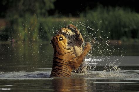Bengal Tigers Fighting In Water Panthera Tigris Tigris Asia High Res