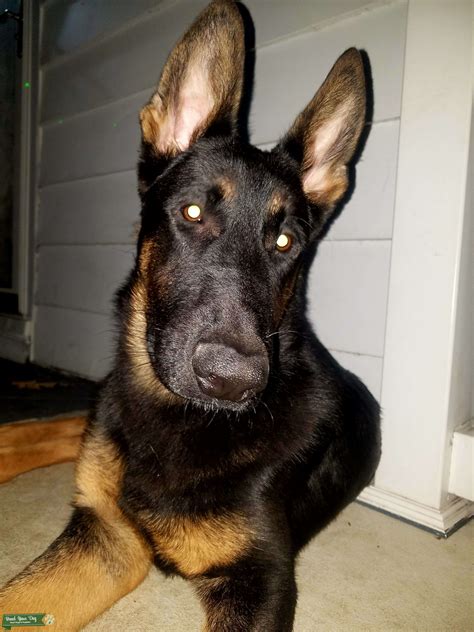 Stud Dog Male German Shepherd Looking For Female To Breed With