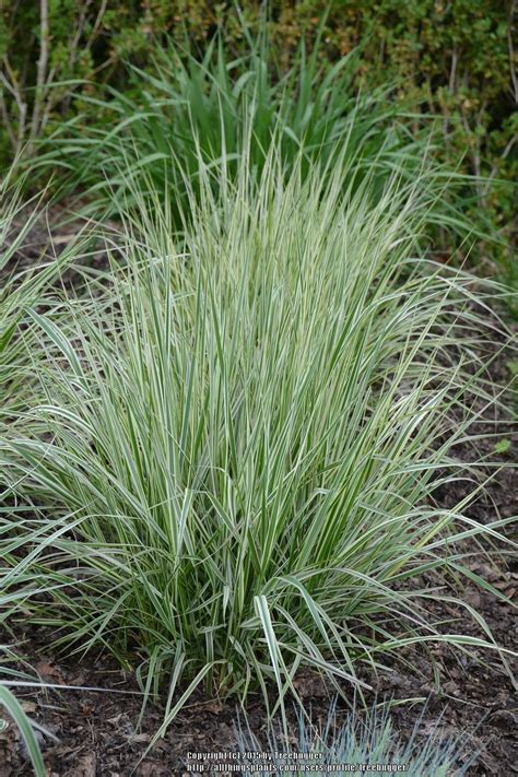 Photo Of The Leaves Of Feather Reed Grass Calamagrostis X Acutiflora