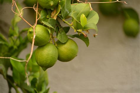 Learn How To Prune A Lime Tree