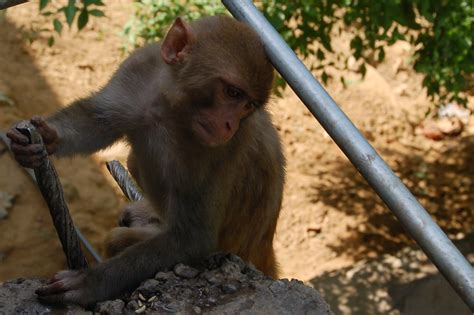 Free photo: Monkey - Animal, Ape, Bars - Free Download - Jooinn
