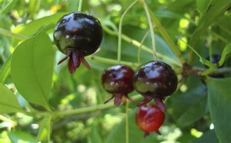 Frutas Que Nascem Em árvores