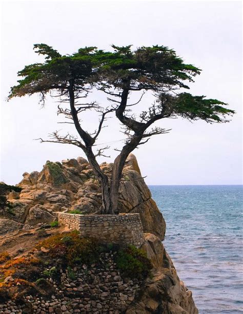 The World Geography 15 Famous Living Trees Cypress Trees Monterey