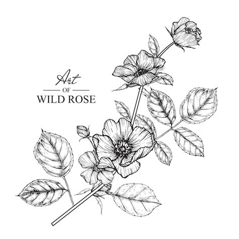 Premium Vector | Wild rose leaf and flower drawings. vintage hand drawn