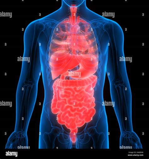 Anatomía Completa De Los órganos Internos Humanos Fotografía De Stock