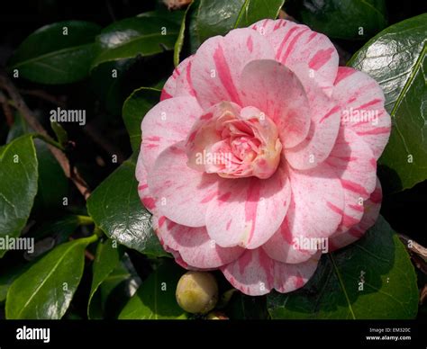 Japonica Camellia Lady Vansittart A Variagated Pink Flowered Variety