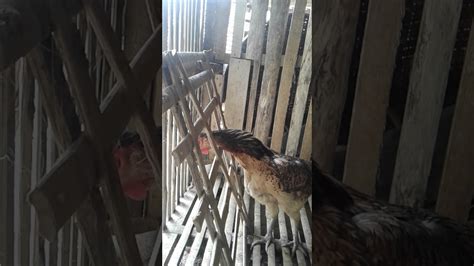 Gratis dipakai untuk komersial, kualitas tinggi dan bebas hak cipta. 10+ Gambar Animasi Ayam Aduan