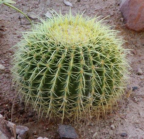 Al dragón cactus le encanta abrazar, lástima que está cubierto de pinchos. Bestand:Echinocactus grusonii.jpg - Kamerplanten wiki