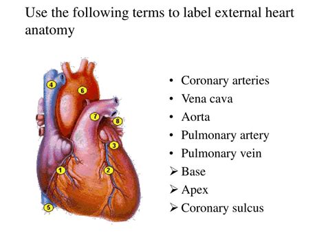 Ppt Use The Following Terms To Label External Heart Anatomy