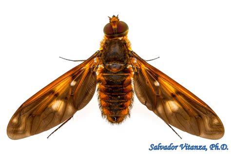 Diptera Bombyliidae Poecilanthrax Ingens Bee Flies A Urban Programs