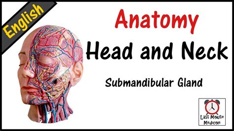 English Anatomy Head And Neck 08 Submandibular Region 2 Youtube
