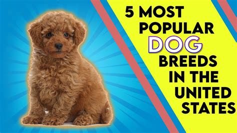 5 Most Popular Dog Breeds In The United States Bestdog
