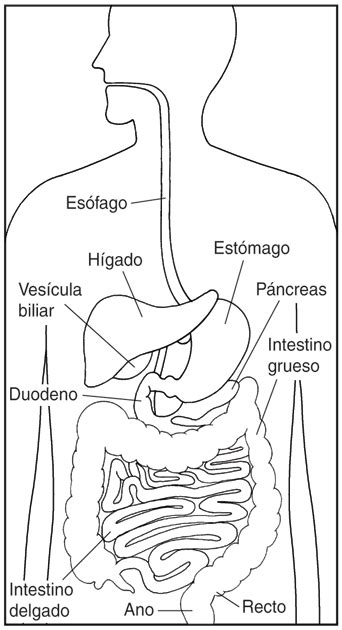 Aparatos Digestivos Sin Nombres Para Imprimir Imagui