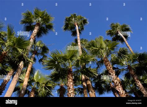 Washingtonia Robusta Palm Trees Tempe Az Stock Photo Alamy