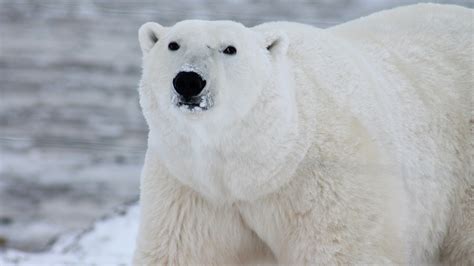 Polar Bear Fact Sheet Blog Nature Pbs