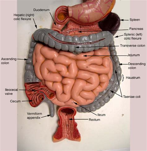 Digestive System Model Anatomy And Physiology Anatomy Models Labeled