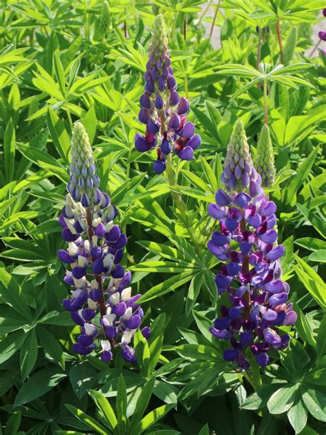 Lupin (sometimes called lupine) is a legume belonging to the same plant family as peanuts. Lupine 'Camelot Blue' ® - Alles erfahren über Blüte, Wuchs ...