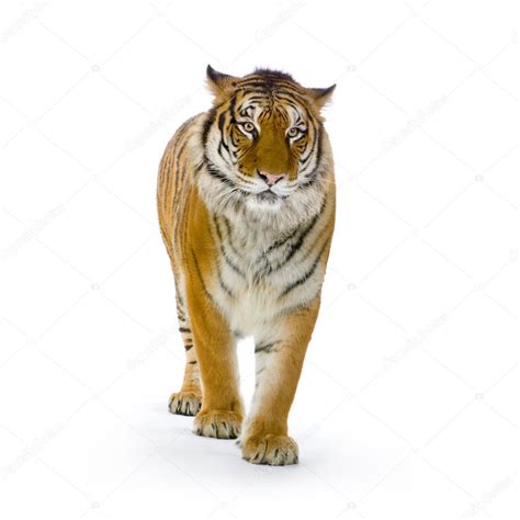 Tiger Standing Up Tiger Standing Up — Stock Photo © Lifeonwhite 10863405