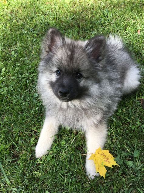 This breed was first registered by the akc in 1930 and was grouped as. Keeshond Puppies For Sale Va | Top Dog Information
