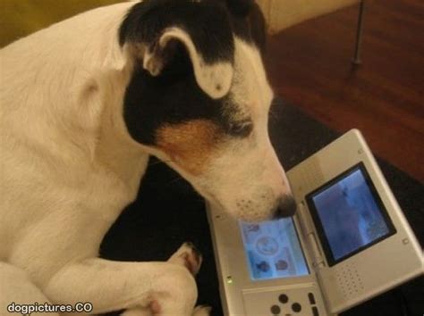 Gamer Dog Dog Pictures
