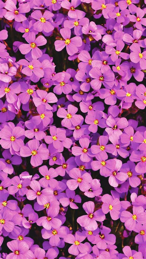 Purple Aubrieta Flowers 4k Ultra Hd Mobile Wallpaper