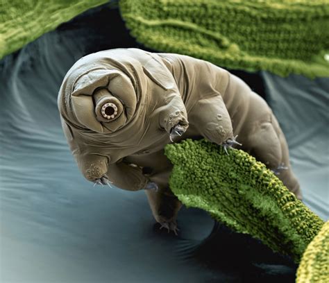 Audiepedia Tardigrandes The Indestructable Water Bear