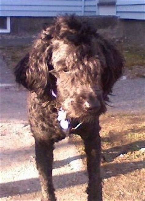 Wheaten terrier puppies, akc wheaten terriers, wheaten terrier puppies, puppies for sale i'm talking about the soft coated wheaten terrier! Whoodle Dog Breed Pictures, Wheaten Terrier Poodle Hybrid ...