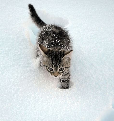 239 Best Images About Cats In Winter On Pinterest