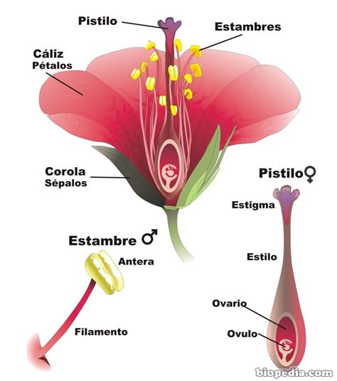 Las Estructura De Una Planta Sus Partes Biopedia