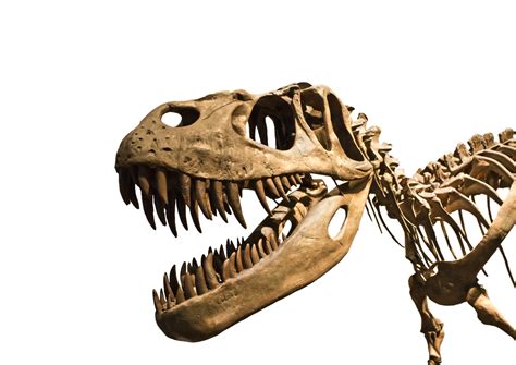 Evolving Your Business To Avoid Becoming A Digital Dinosaur