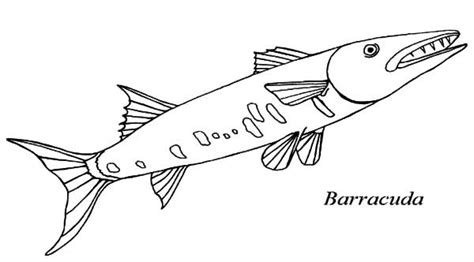 750x1000 barracuda coloring pages download and print barracuda coloring pages. Barracuda Animal Coloring Pages Barracuda - tryonshorts ...