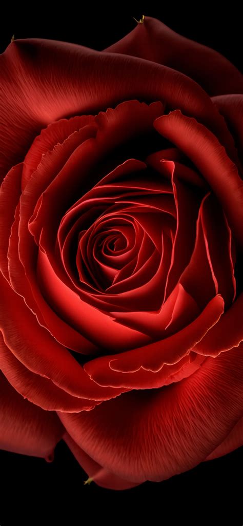 Red Rose Flowers Full Hd Wallpaper Best Flower Site