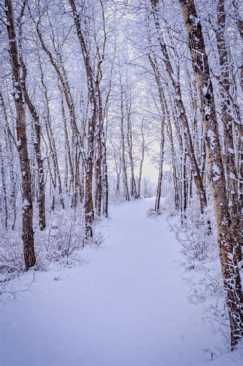 Winter Wonderland Path Through Snow Covered Trees Stock Photo Image