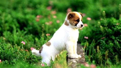 Puppies Lovely Wallpaper High Definition High Quality Widescreen
