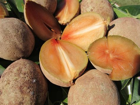We did not find results for: 2 Plants 1 per pot ~ 12" Sapote Manilkara Zapota Sapodilla ...