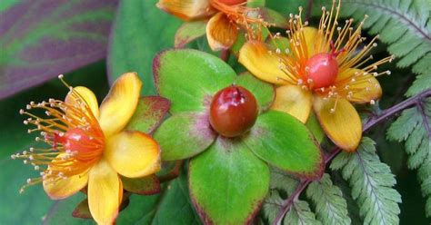 La mescalina es un alucinógeno con efectos que van desde la euforia hasta alucinaciones intensas y vívidas. Propiedades de la hierba de San Juan | Plantas