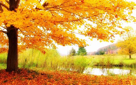 Download Beautiful Scenery Autumn Wallpaper
