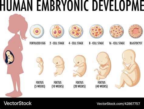Human Embryo Development Stages