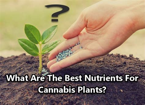 How To Spot Nutrient Deficiencies In Your Cannabis Plants