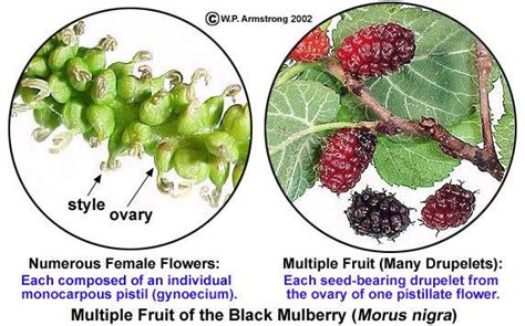 Multiple Fruit Alchetron The Free Social Encyclopedia