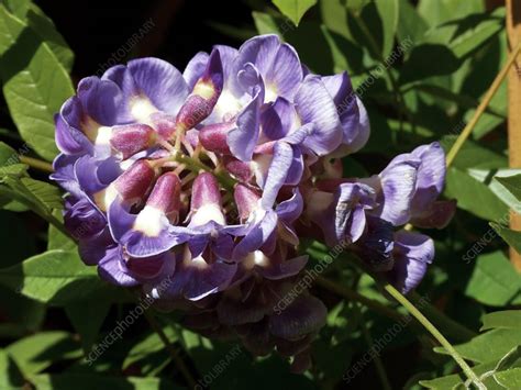 Trim all but the central stem, and prune the lower branches to encourage it to grow straight upwards with a trunk. Wisteria 'Amethyst Falls' - Stock Image - C004/3461 ...