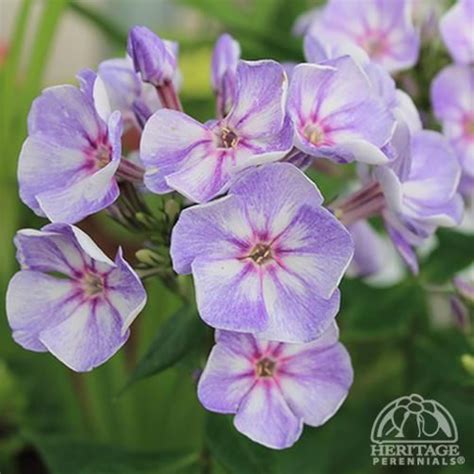 65 Best Images About Phlox On Pinterest Gardens Sun And Younique