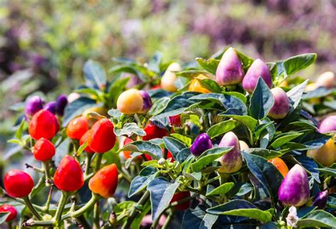 Purple Peppers Stock Photo Image Of Pepper Garden Bright 67087802