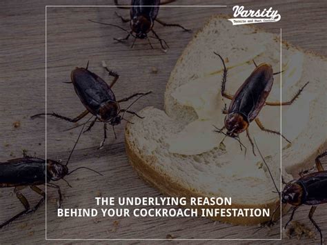 Effective Ways To Prevent Cockroaches In An Apartment
